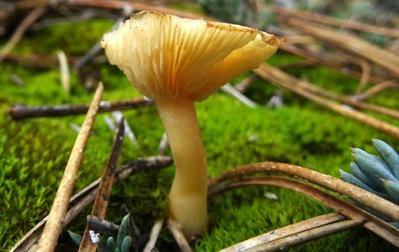 Clitocybe ?